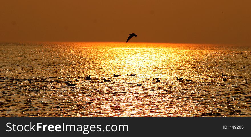 Resting seagulls