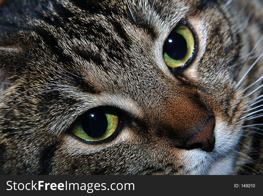 A closeup of a cat's face. A closeup of a cat's face