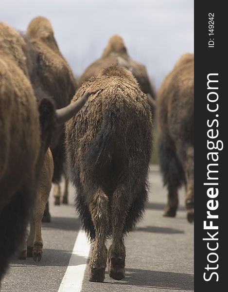 Bison blocking the road in Yellowstone National Park. Bison blocking the road in Yellowstone National Park