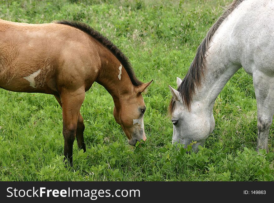 Buckskin colt shyly grazes close to new gray mare in the herd, making her acquaintance. Buckskin colt shyly grazes close to new gray mare in the herd, making her acquaintance.