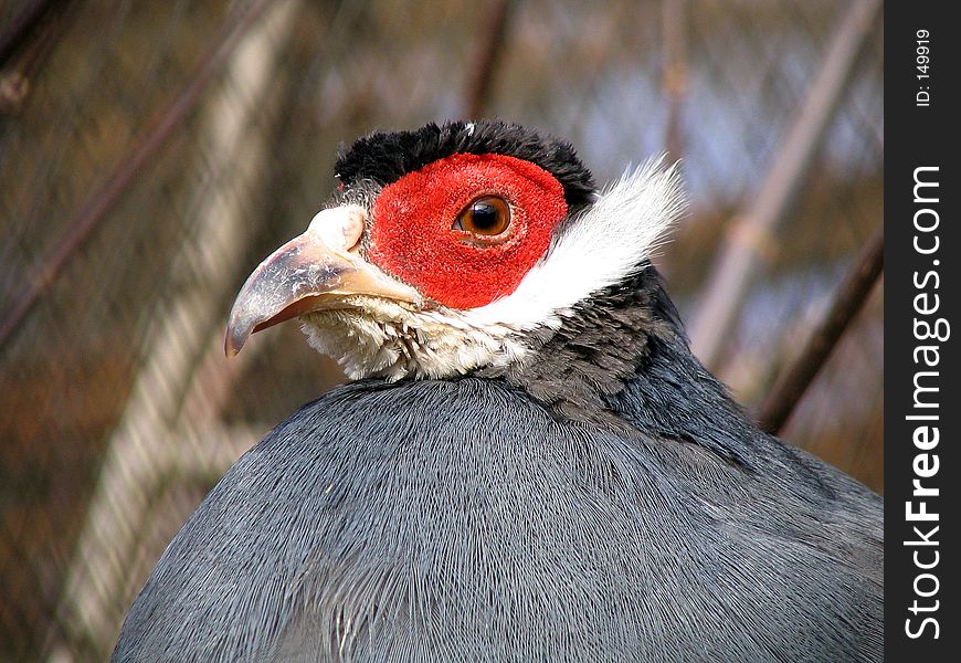 Portrait of a Pheasant