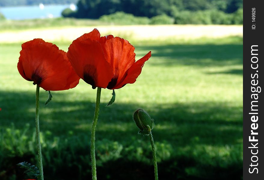 giant poppies