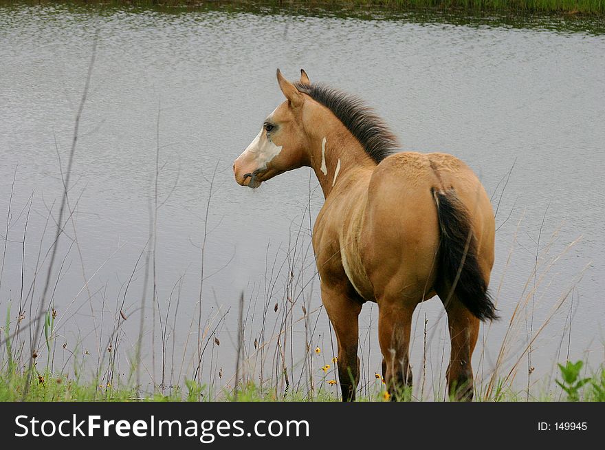 Buckskin paint colt standing among dried reeds on grassy shore of stock pond. Buckskin paint colt standing among dried reeds on grassy shore of stock pond.