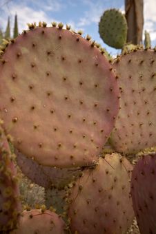 Prickly Pear Stock Photo