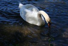Swan Royalty Free Stock Photography Swan Royalty Free Stock Photography