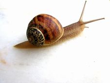 Small Snail Stock Photography Small Snail Stock Photography