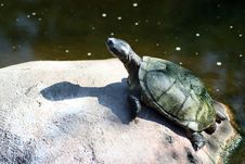 Turtle Sunbathing On Rock Royalty Free Stock Images Turtle Sunbathing On Rock Royalty Free Stock Images