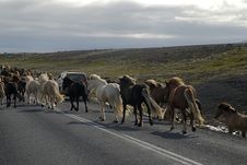 Icelandic Horses Passing The Road Stock Image
