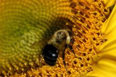 Bee And Sunflower Stock Images