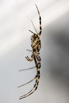 Isolated Black And Yellow Spider Stock Photography Isolated Black And Yellow Spider Stock Photography
