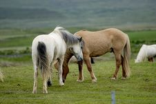 Icelandic Horses Nestling To Each Other Stock Photos