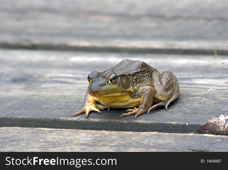 Green frog on a wetlands foot path. Green frog on a wetlands foot path