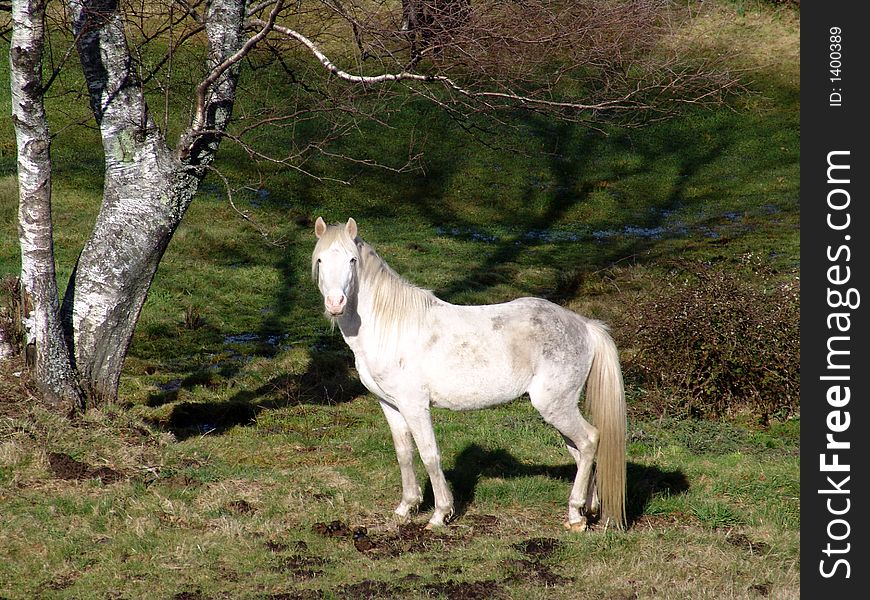 White horse in a mountain