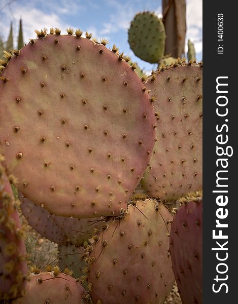 Prickly pear cactus in the desert southwest