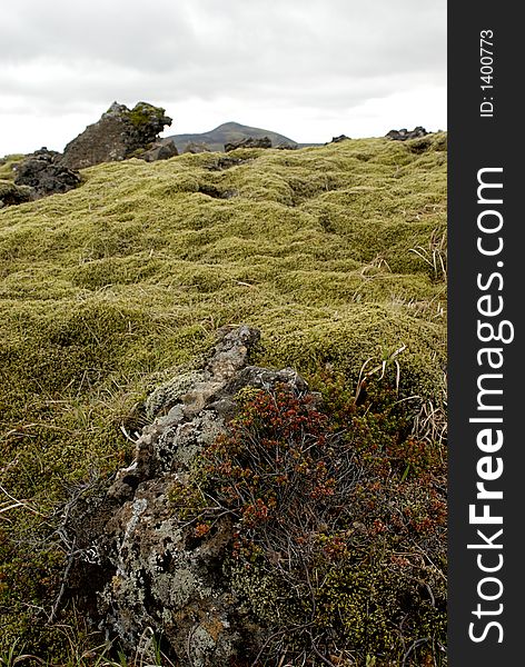 Picture of bryophyte and flowers on lava field in Iceland nature. Picture of bryophyte and flowers on lava field in Iceland nature.