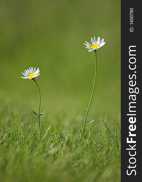 Two bright daisy flowers growing in a field of grass. Two bright daisy flowers growing in a field of grass.