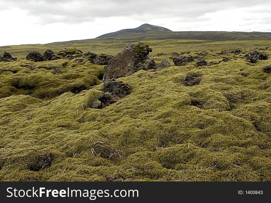 Picture of bryophyte and flowers on lava field in Iceland nature. Picture of bryophyte and flowers on lava field in Iceland nature.