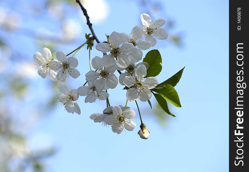 Spring flowers on apricot tree