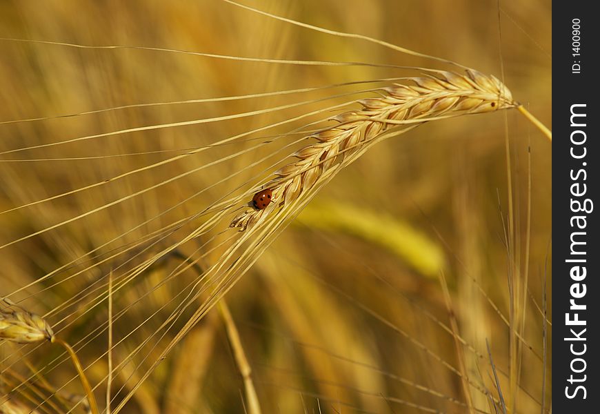 Ladybird sitting on Ukrainian Wheat branch