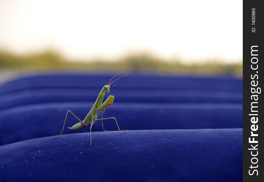 Mantis, posing for the camera on mattress