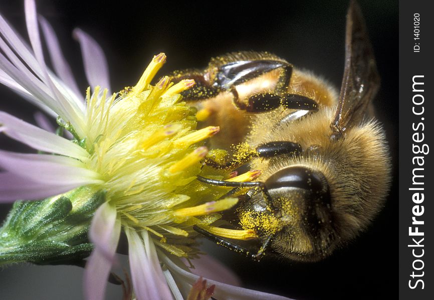 Busy honeybee licking nectar from a yellow flower