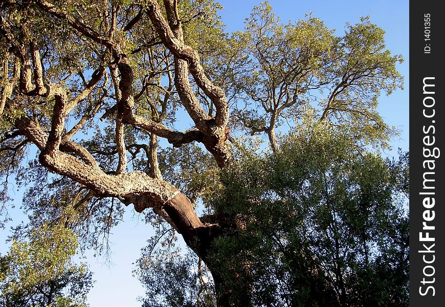 Sobreiro common tree in the mediterranean of which of extracts the cork oak