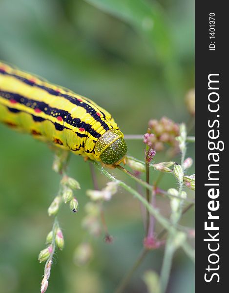 Bright yellow caterpillar hanging nibbling on leaves and flowers. Bright yellow caterpillar hanging nibbling on leaves and flowers.