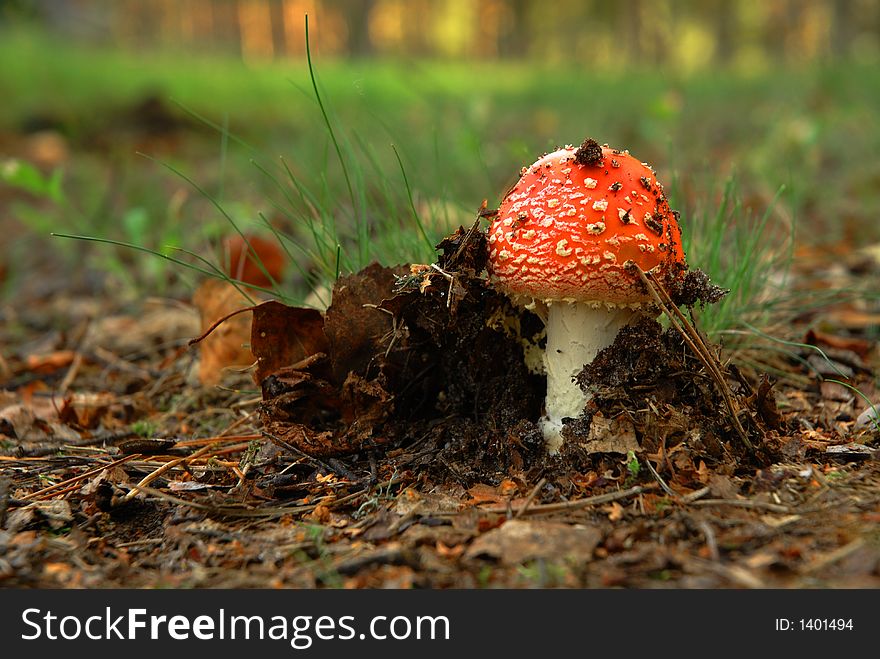 Mushroom (Amanita Muscaria)