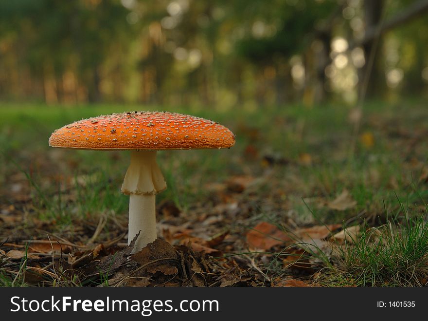 Mushroom(Amanita Muscaria)