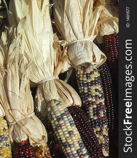 Ears of colorful corn with dried husk. Ears of colorful corn with dried husk