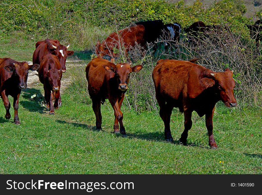 Cow herd on green grass background