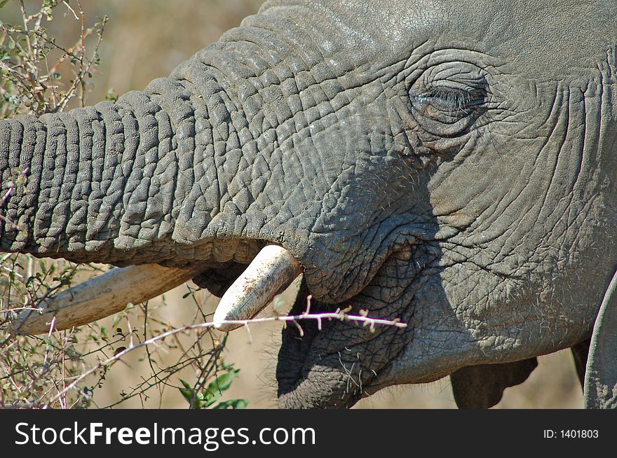 Close up of an African Elephant Kruger National park. Close up of an African Elephant Kruger National park
