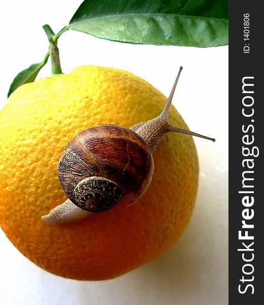 Small snail going up in an orange. Small snail going up in an orange