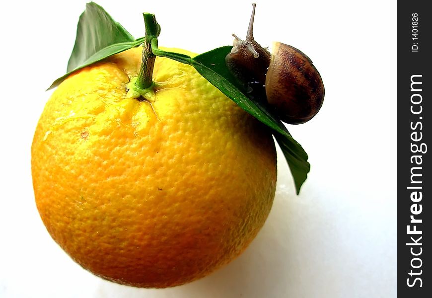 Small snail going up in an orange. Small snail going up in an orange