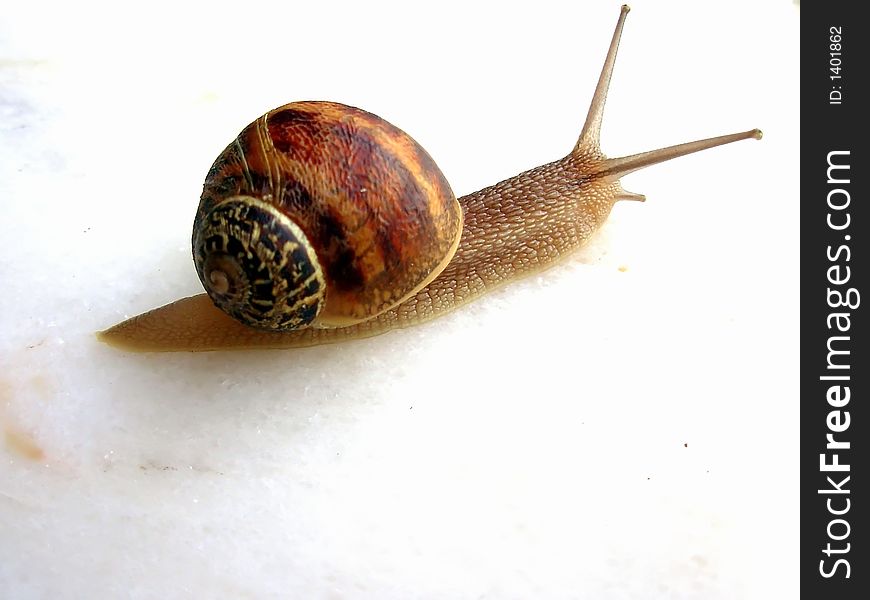 Small snail, photo focus on head and house