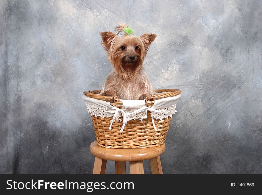 Studio photo of dog in basket. Studio photo of dog in basket