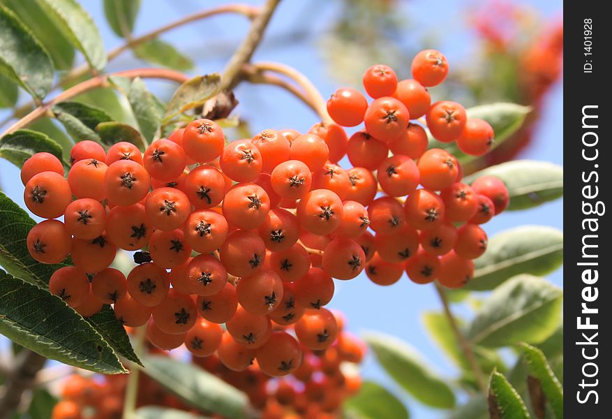 Close up of rowan berries on a sunny day. Close up of rowan berries on a sunny day