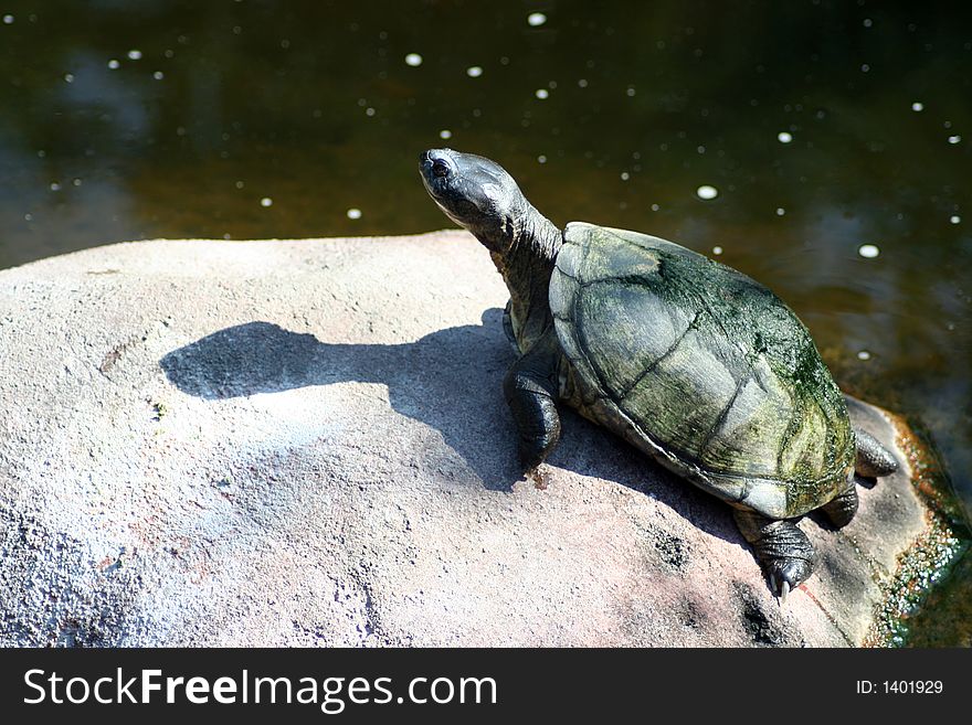 Turtle Sunbathing on Rock