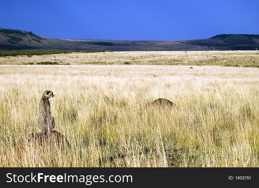 A Cheetha sitting on a termite mound surveys its territory. A Cheetha sitting on a termite mound surveys its territory.