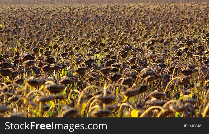 Many ripe sunflowers