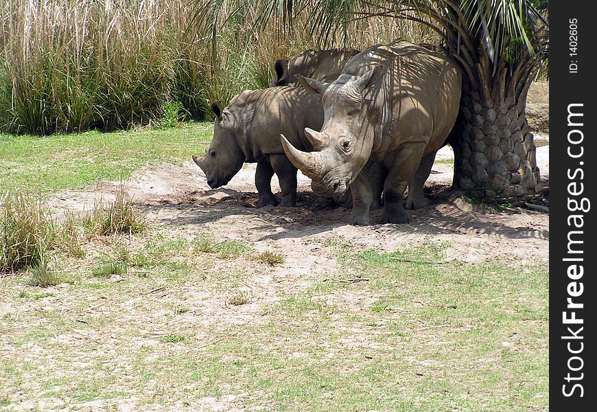 Two rhinoceros on a green field