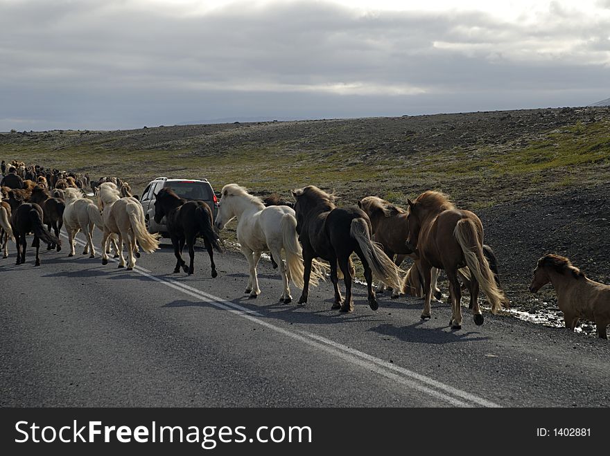 Icelandic horses passing the road