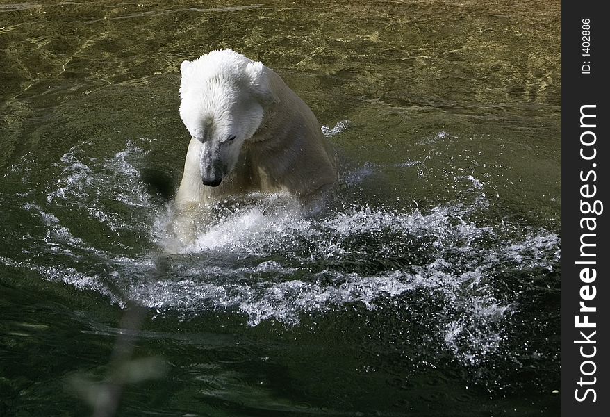 Polar bear playing with a white buoy in his swimming pool. Captive setting. Polar bear playing with a white buoy in his swimming pool. Captive setting.