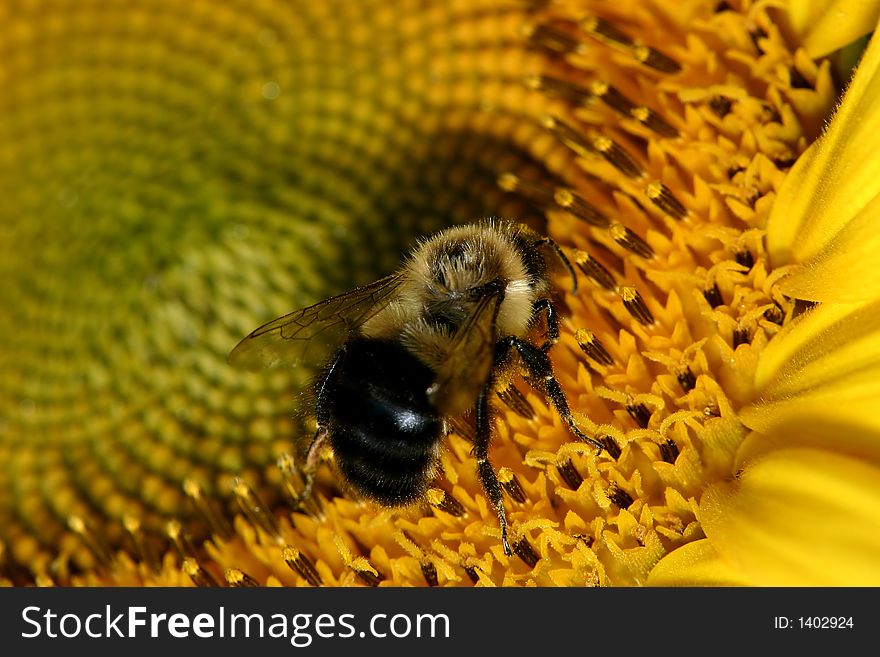 A macro of a bee on a sunflower. A macro of a bee on a sunflower