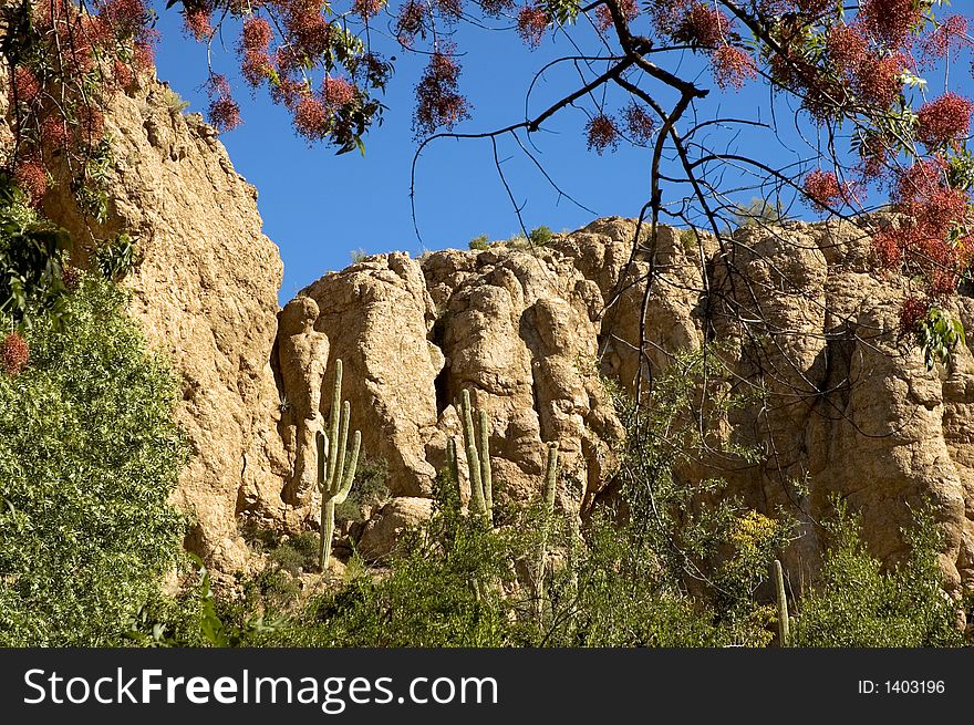 Saguaro cactus in the background framed by fall colors. Saguaro cactus in the background framed by fall colors