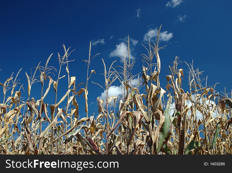 Rows of corn with blue sky and light clouds. Rows of corn with blue sky and light clouds