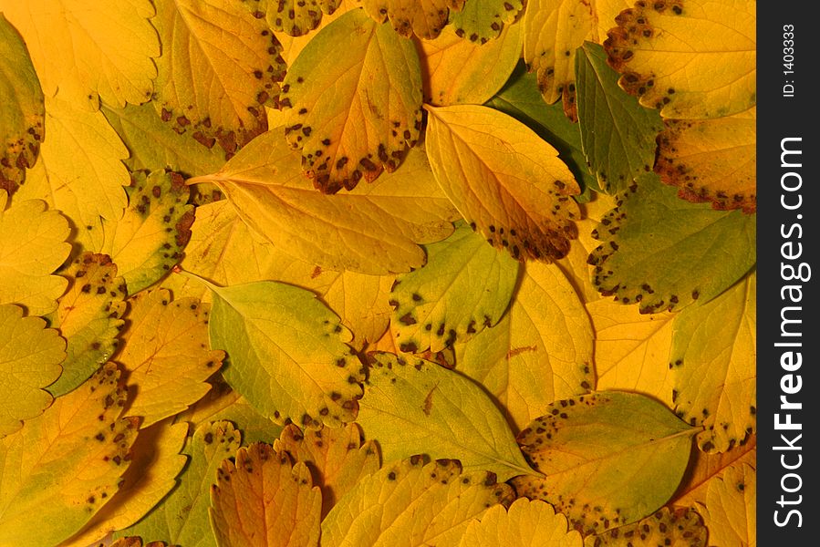 Leaves Of Yellow