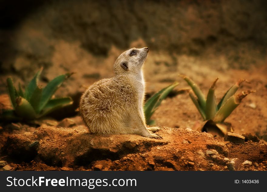 A profile of a meerkat, a member of the mongoose family