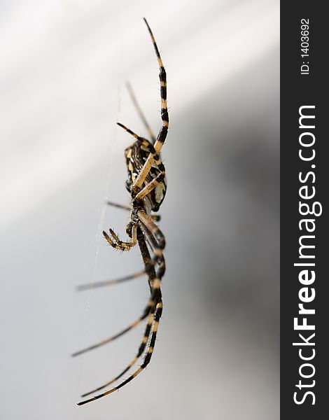 A large black and yellow garden spider on a white background. Focus limited to it's body. A large black and yellow garden spider on a white background. Focus limited to it's body.