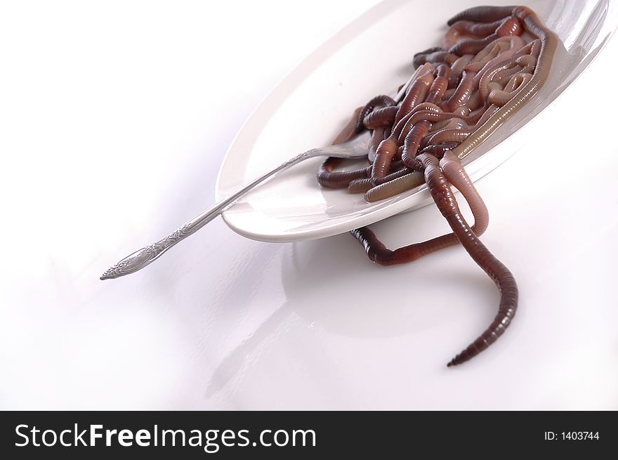 A plate of worms against a white background. A plate of worms against a white background.